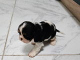 À réserver : un chiot femelle Cavalier King Charles LOF