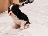 À réserver : un chiot femelle Cavalier King Charles LOF