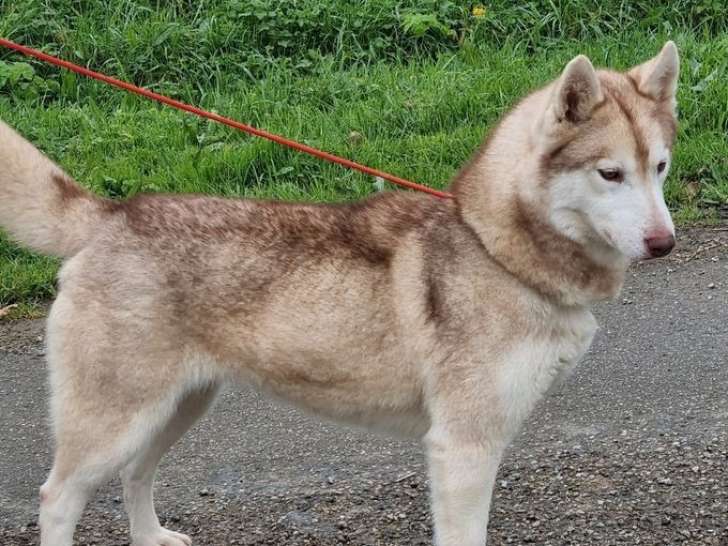 Une chienne Husky Sibérienne chocolat LOF de 3 ans disponible à l'achat