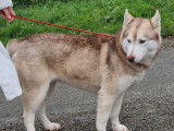 Une chienne Husky Sibérienne chocolat LOF de 3 ans disponible à l'achat