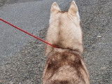 Une chienne Husky Sibérienne chocolat LOF de 3 ans disponible à l'achat
