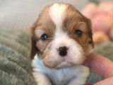 6 chiots Cavaliers King Charles LOF à réserver