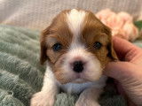 6 chiots Cavaliers King Charles LOF à réserver