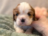 6 chiots Cavaliers King Charles LOF à réserver