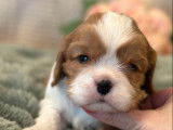 6 chiots Cavaliers King Charles LOF à réserver