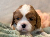6 chiots Cavaliers King Charles LOF à réserver