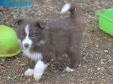 Mise à la réservation de 2 chiots Border Collies LOF bicolores