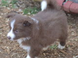 Mise à la réservation de 2 chiots Border Collies LOF bicolores