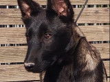 Un chiot Berger Belge Malinois mâle charbonné LOF à la vente
