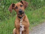 Chiot Rhodesian Ridgeback LOF