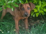 Chiot Rhodesian Ridgeback LOF