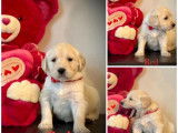 Chiots Golden Retriever &agrave; vendre