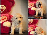 Chiots Golden Retriever &agrave; vendre