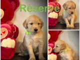 Chiots Golden Retriever &agrave; vendre