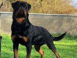 Chiots Rottweiler LOF &agrave; vendre