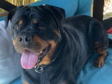 Chiots Rottweiler LOF &agrave; vendre