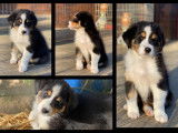 Chiots femelles Berger Australien