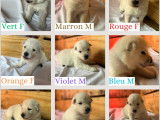 Chiots Berger Blanc Suisse LOF à vendre