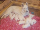 Chiots Berger Blanc Suisse LOF à vendre