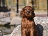 Magnifiques chiots Setter Irlandais rouges LOF à vendre