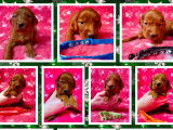 Magnifiques chiots Setter Irlandais rouges LOF à vendre
