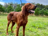 Magnifiques chiots Setter Irlandais rouges LOF à vendre