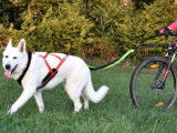 Chien adulte de race Berger Blanc Suisse Mâle à vendre