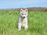 Chiot Husky LOF à vendre