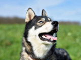 Mâle Husky Sibérien LOF disponible pour saillie