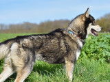 Mâle Husky Sibérien LOF disponible pour saillie