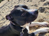Mâle American Staffordshire Terrier disponible pour saillie