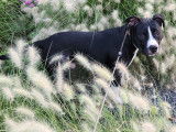 Mâle American Staffordshire Terrier disponible pour saillie