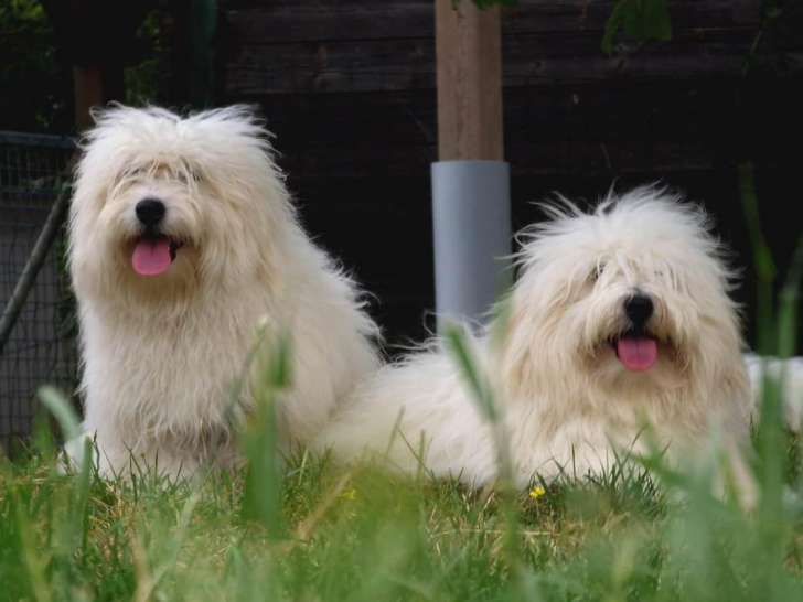 3 chiots Cotons de Tuléar disponibles à la vente