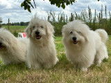 3 chiots Cotons de Tuléar disponibles à la vente