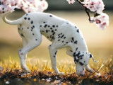 Chien Dalmatien LOF noir et blanc &agrave; vendre
