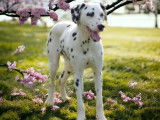 Chien Dalmatien LOF noir et blanc &agrave; vendre