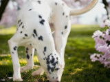 Chien Dalmatien LOF noir et blanc &agrave; vendre