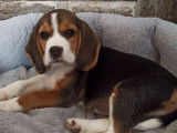Chiot femelle Beagle tricolore à vendre