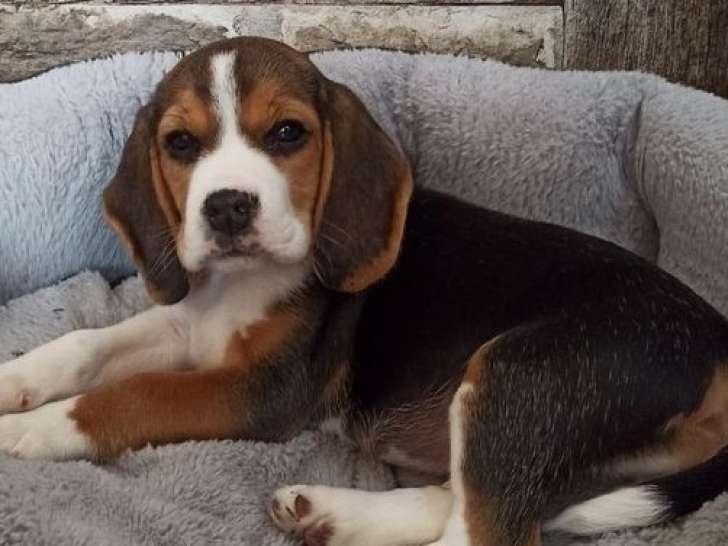Chiot femelle Beagle tricolore à vendre