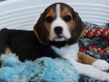 Chiot femelle Beagle tricolore à vendre