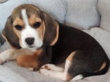 Chiot femelle Beagle tricolore à vendre