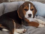 Chiot femelle Beagle tricolore à vendre