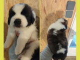 7 chiots Saint-Bernards LOF &agrave; r&eacute;server