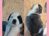 7 chiots Saint-Bernards LOF &agrave; r&eacute;server