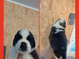 7 chiots Saint-Bernards LOF &agrave; r&eacute;server