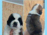 7 chiots Saint-Bernards LOF &agrave; r&eacute;server