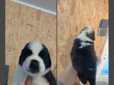 7 chiots Saint-Bernards LOF &agrave; r&eacute;server