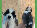 7 chiots Saint-Bernards LOF &agrave; r&eacute;server