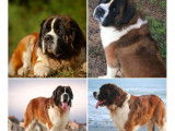 7 chiots Saint-Bernards LOF &agrave; r&eacute;server