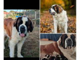 7 chiots Saint-Bernards LOF &agrave; r&eacute;server